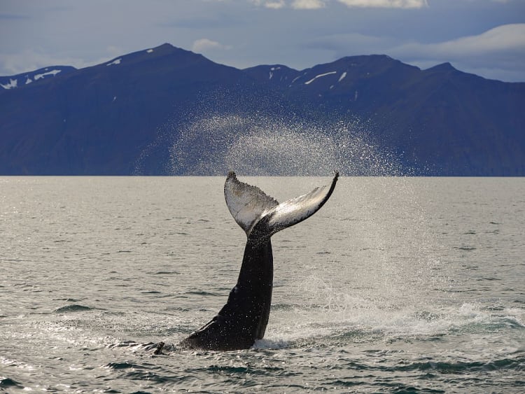 H&uacute;sav&iacute;k, Islande &ndash; Queue de baleine &agrave; bosse dans la baie de Skj&aacute;lfandi