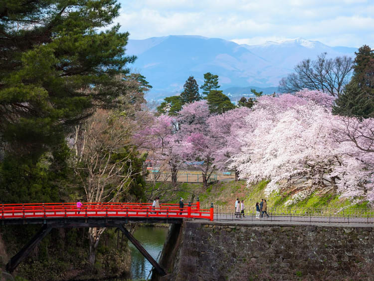 Tsuruga, Japon &ndash; Cerisiers roses autour d&rsquo;un foss&eacute; bord&eacute; de pierres