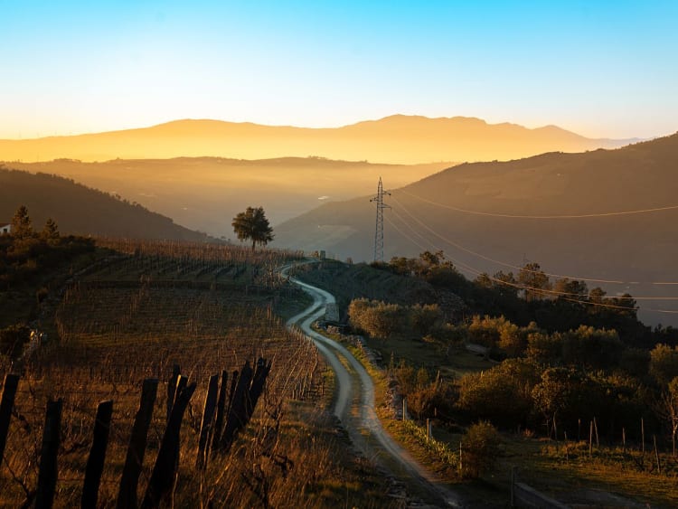 Pinh&atilde;o, Portugal &ndash; Wijngaarden in het gouden licht boven de Dourovallei