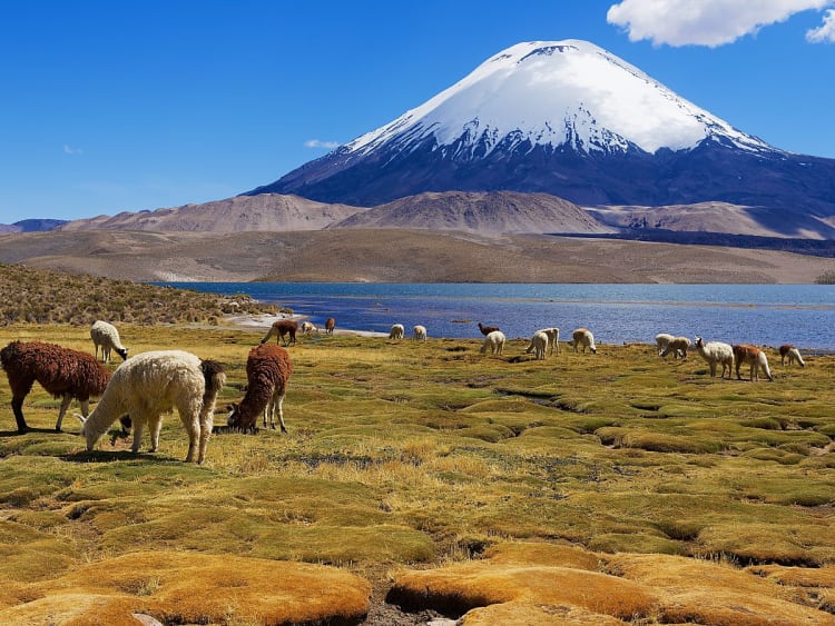 Arica, Chili &ndash; Bergmeer voor een indrukwekkende besneeuwde vulkaan