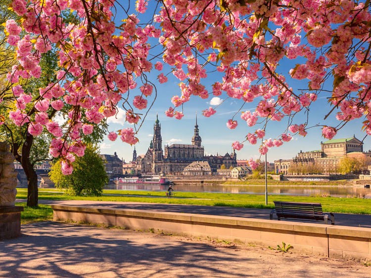 Dresde, Alemania &ndash; Perfil hist&oacute;rico junto al Elba bajo cerezos en flor