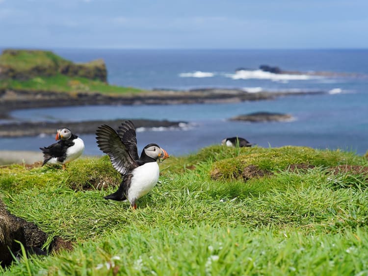 Lunga, Ilhas Treshnish, Esc&oacute;cia &ndash; Papagaios-do-mar sobre a relva junto ao mar