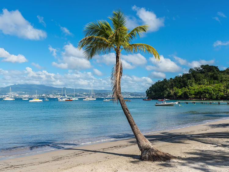 Anse Mitan, Martinica &ndash; Playa con palmera y veleros en la bah&iacute;a