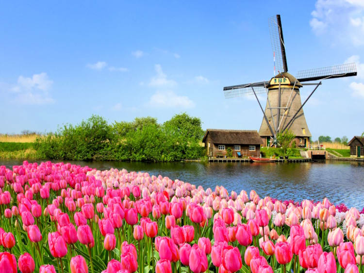 Traditional Dutch windmill along a canal with pink tulip flowers in the foreground, Netherlands