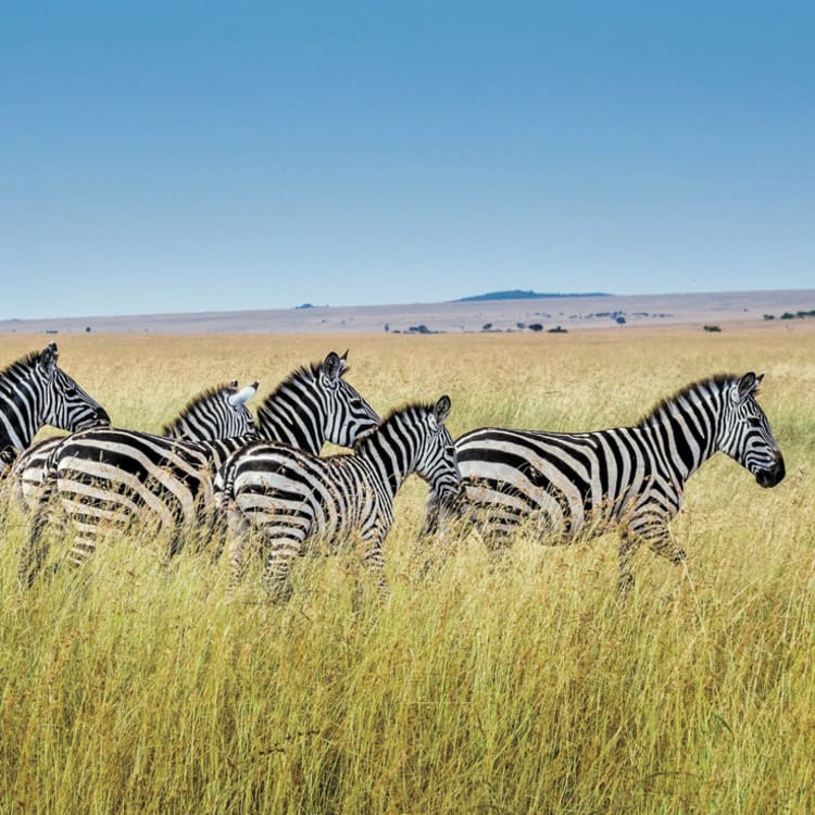 Cruise Aanbod zeetours