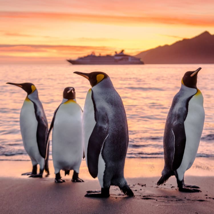 Cruise Aanbod cruisetravel
