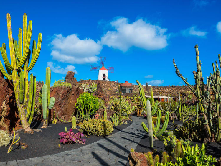 Cactus garden in Lanzarote, Canary Islands, Spain