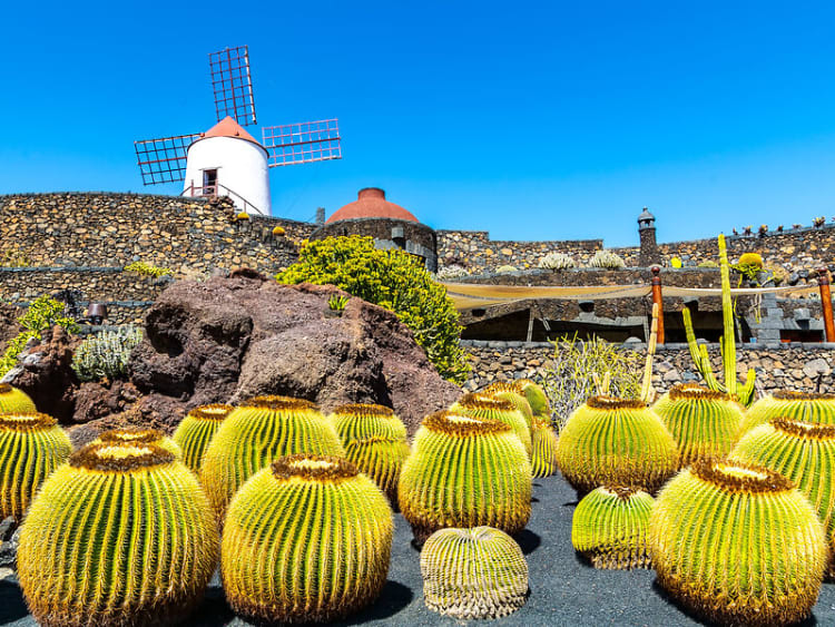 Travel concept. Amazing view of tropical cactus garden (Jardin de Cactus) in Guatiza village. Location_ Lanzarote, Canary Islands, Spain. Artistic picture. Beauty world.