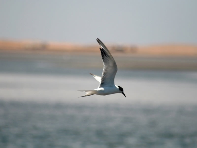 Walfischbai (Namibia) - Bild 1