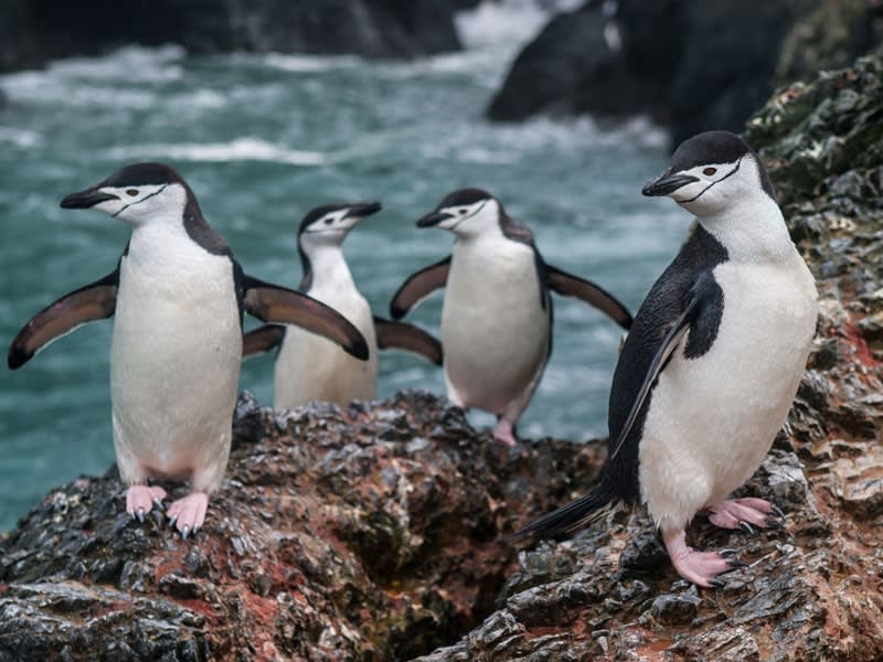 Drake Passage (Antarktis) - Bild 1