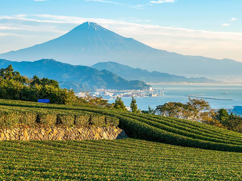 Shimizu, Japan &ndash; Teeanbau mit Aussicht auf Japans heiligen Berg und das Meer