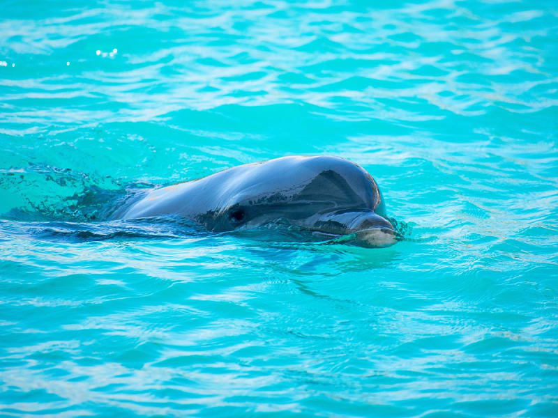 Puerto Plata, Dominikanische Republik - Neugieriger Delfin blickt aus glasklarem Wasser