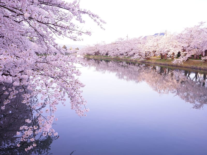 Aomori, Japan &ndash; Rosa Kirschbl&uuml;ten spiegeln sich im ruhigen Wasser des Hirosaki-Parks