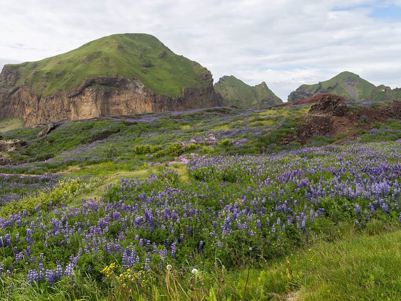 Heim&aelig;y, Island &ndash; Bl&uuml;hende Lupinenwiesen vor gr&uuml;nen Vulkanh&auml;ngen