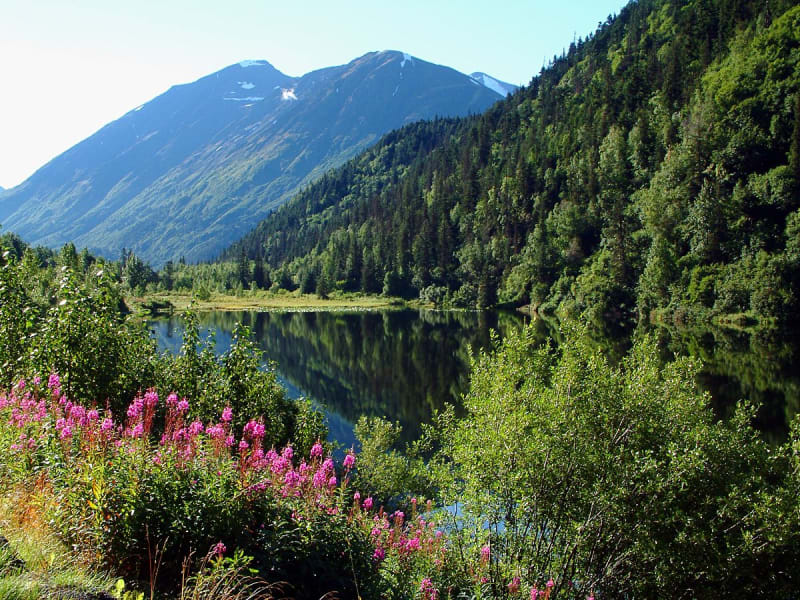 Whittier, USA &ndash; See mit Bergpanorama und pink bl&uuml;henden Sommerblumen