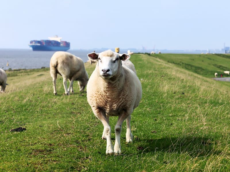 Brunsb&uuml;ttel, Deutschland - Schafe weiden auf dem Deich vor der Nordsee