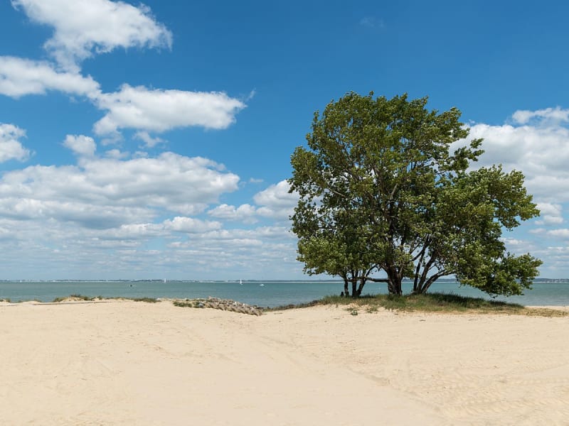Le Verdon-sur-Mer, Frankreich &ndash; Einsamer Baum auf Sandd&uuml;ne mit Meerblick
