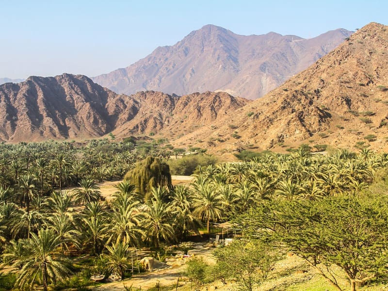 Fujairah, VAE &ndash; Fruchtbare Landschaft mit Dattelpalmen und Bergen im Hintergrund