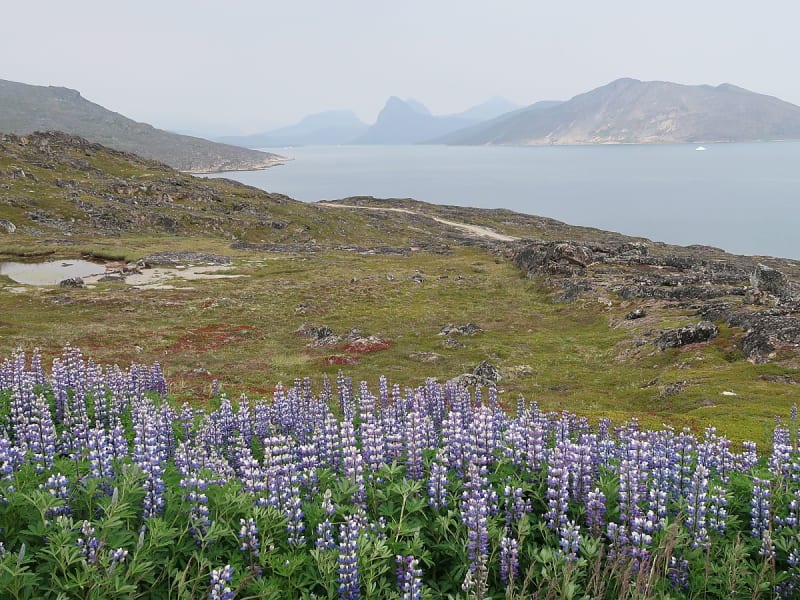 Qaqortoq, Gr&ouml;nland &ndash; Arktische Landschaft mit bl&uuml;henden Lupinen und Blick auf den Fjord