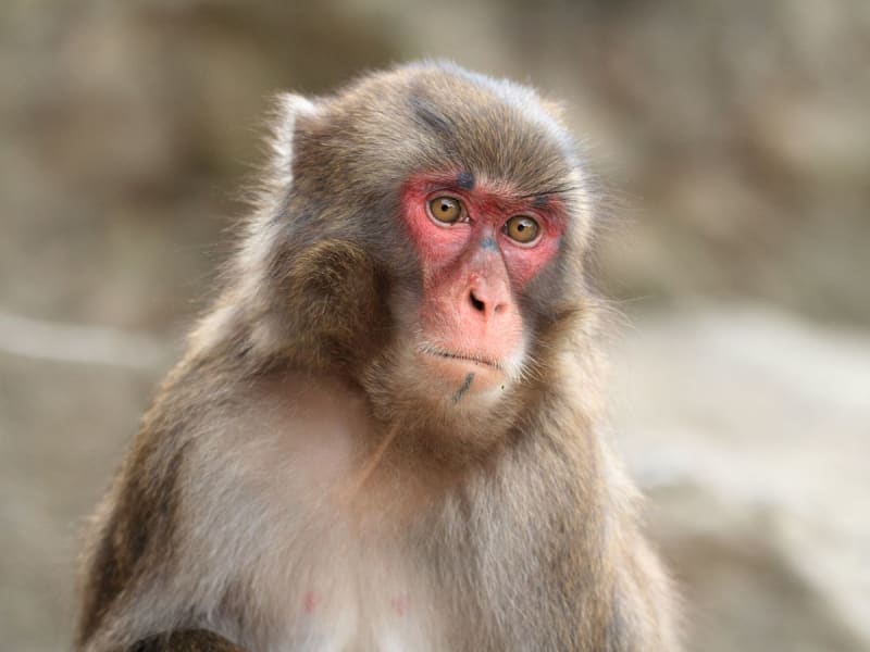 Beppu, Japan &ndash; Schneeaffe aus den Bergen bei Beppu