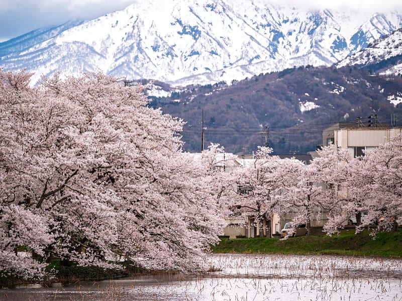 Niigata (Japan) - Bild 1