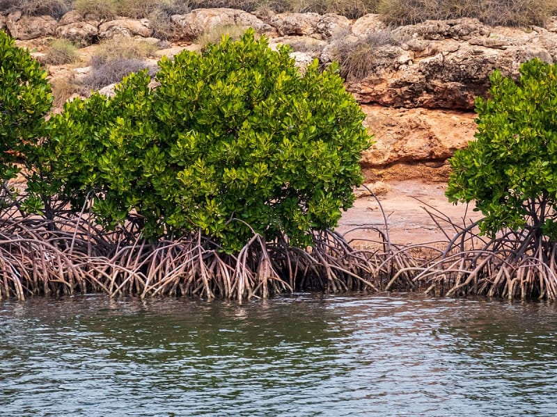 Exmouth (Australie-Occidentale, Australie) - Image 1