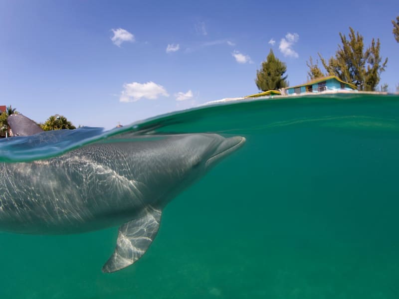 Freeport (Grand Bahama, Bahama&acute;s) - Foto 1