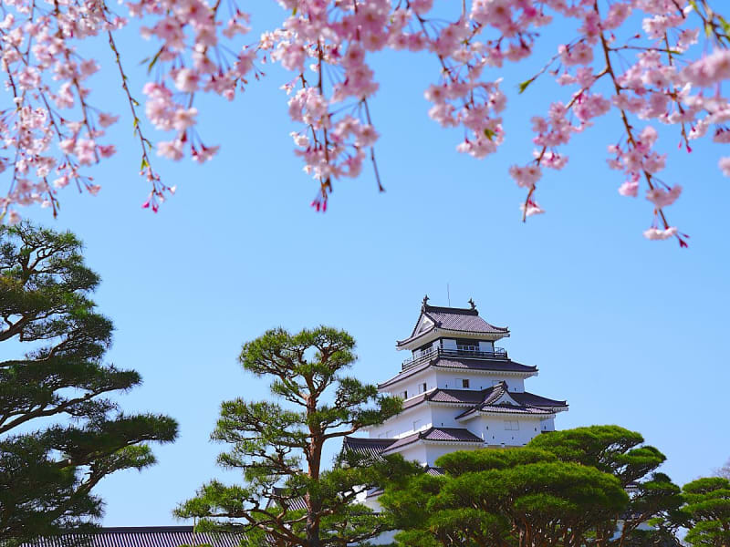 Tsuruga, Japon &ndash; Paysage printanier avec ch&acirc;teau et cerisiers en fleurs