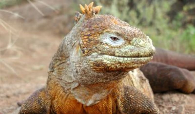 Faszination Gal&aacute;pagos-Inseln