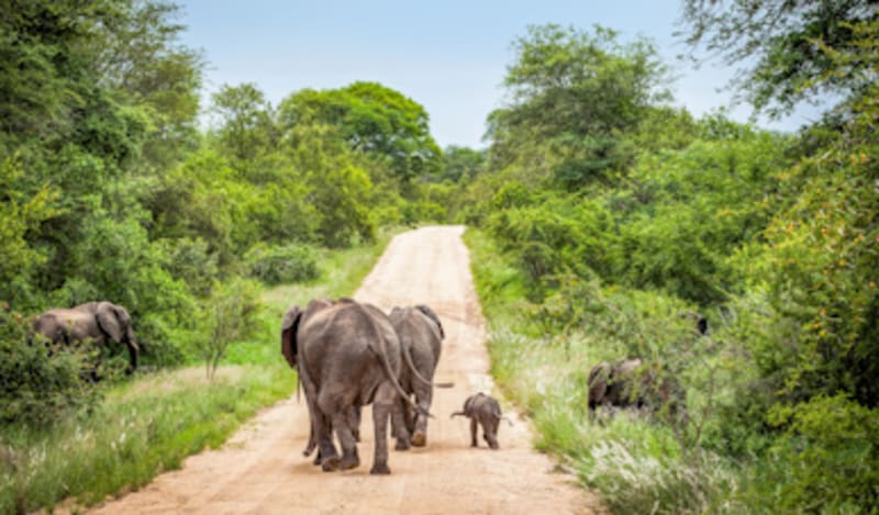 La diversit&eacute; de l&acute;Afrique