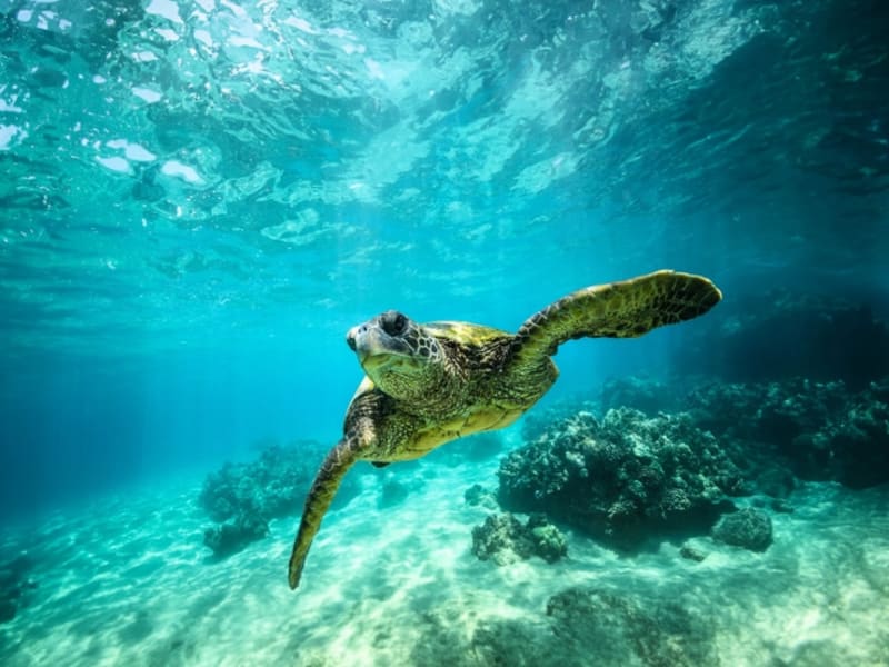Holland America Line: Fly & Cruise in de Caribbean!