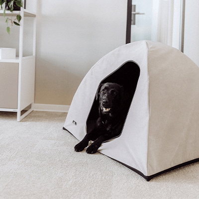 Ein Büro-Hund sitzt zufrieden in seinem kleinen Zelt