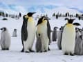 Emperor penguins on Antarctic ice – a highlight of any polar cruise