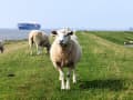Brunsbüttel, Deutschland - Schafe weiden auf dem Deich vor der Nordsee