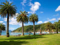 Picton, Neuseeland – Palmen spenden Schatten am grünen Ufer mit Blick auf den Fjord