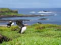 Lunga, Ilhas Treshnish, Escócia – Papagaios-do-mar sobre a relva junto ao mar