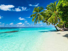 Wit zandstrand met palmbomen en zee – ideaal bestemming voor uw cruise