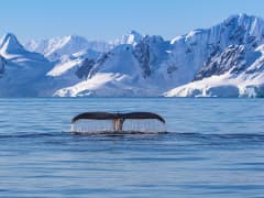 Une baleine plonge – une expérience naturelle de votre croisière en Antarctique
