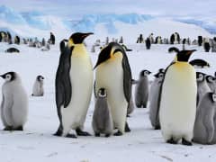 Emperor penguins on Antarctic ice – a highlight of any polar cruise