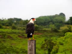 Rio Magdalena Cruzeiro - Bild 1