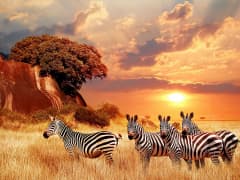 Afrique Croisière - Image 1