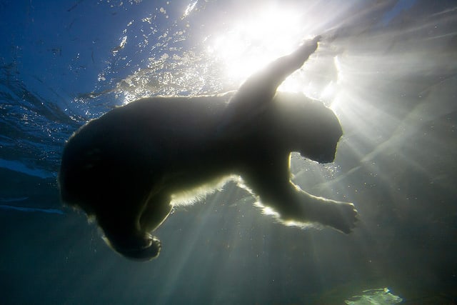 クオーク・エクスペディション、2019年夏の北極圏プログラムを発表