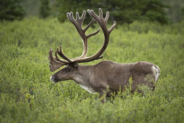 アラスカ・ヘラジカにタイリク・オオカミ。アラスカの野生動物BIG5