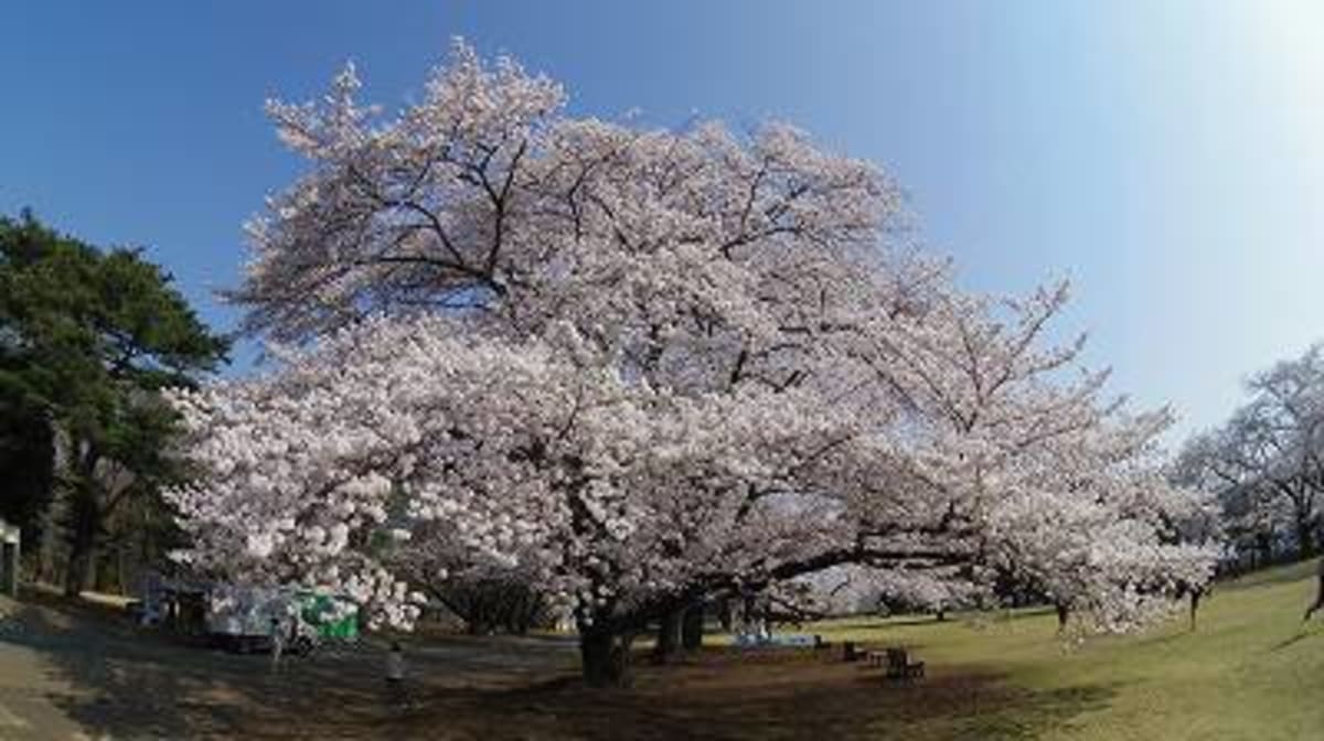 近隣の桜名所 稲荷山公園 Cruisemans