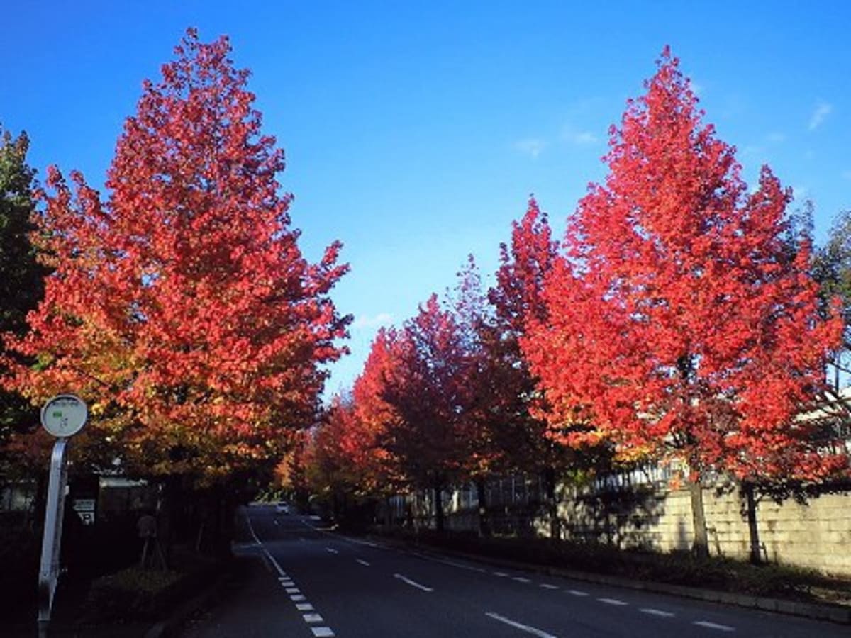 ご近所紅葉、真っ盛り!!　（飯能市）