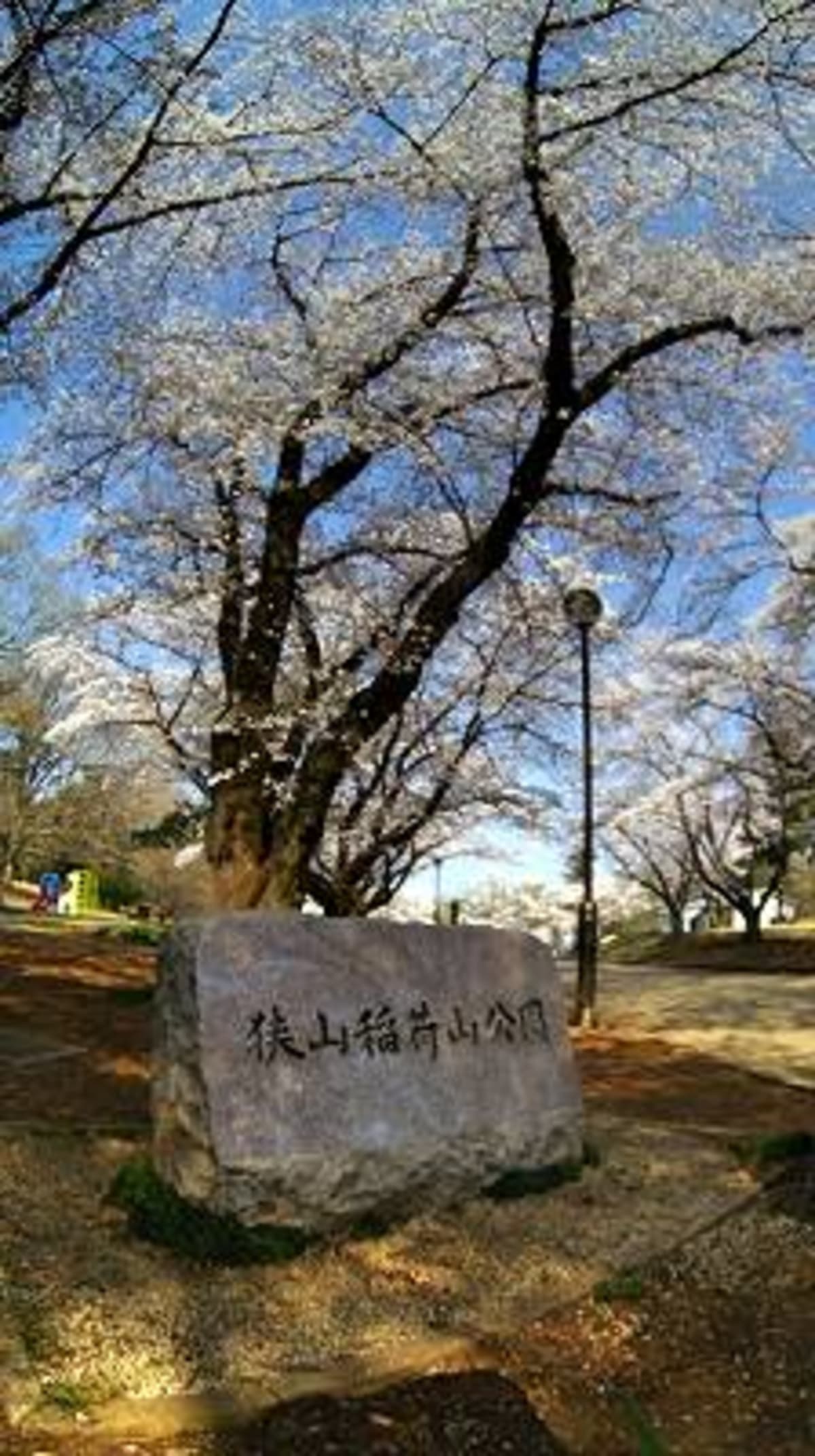 近隣の桜名所 稲荷山公園 Cruisemans 近隣の桜名所 稲荷山公園 Cruisemans