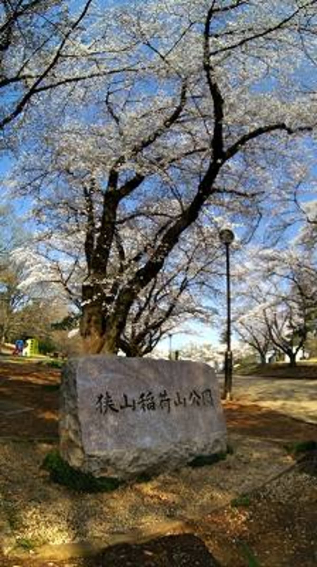 近隣の桜名所...稲荷山公園