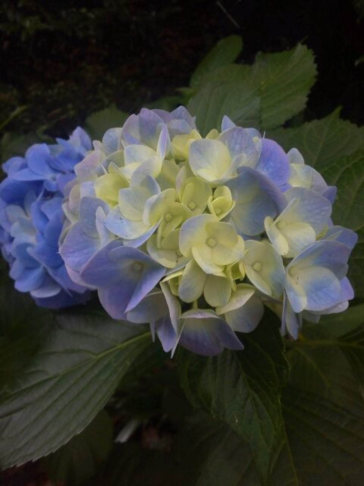 紫陽花祭りは明日まで