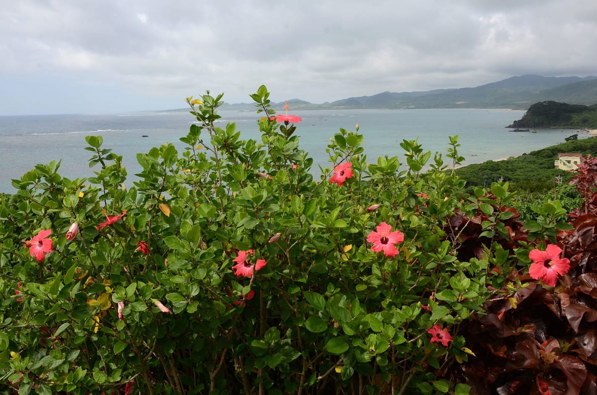 ハイビスカスが咲き乱れる石垣島玉取崎展望台 | 石垣島