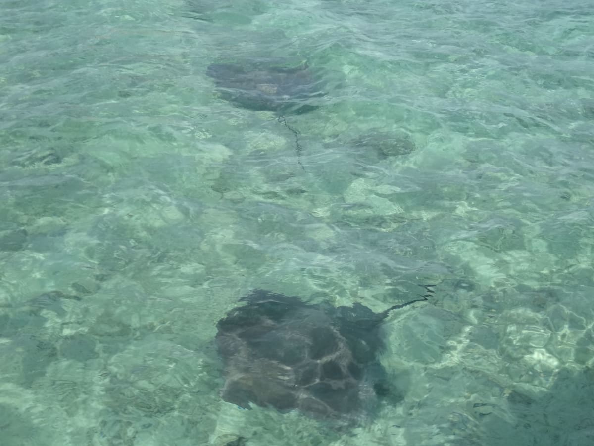 ボラボラ島　一緒に泳ぎ触らせてくれたエイ | ボラボラ島（フランス領ポリネシアーソシエテ諸島）